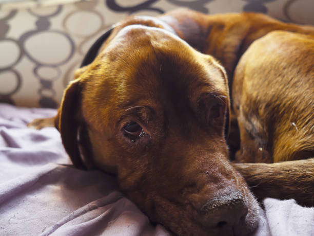 istock senior dog resting 1295822223