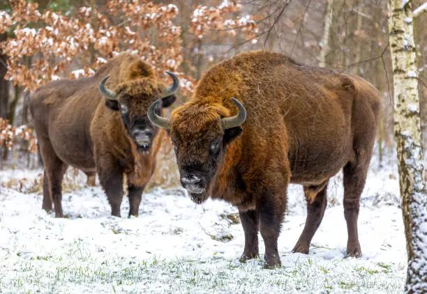 European bison (bison bonasus) in the Białowieza Forest  in winter day