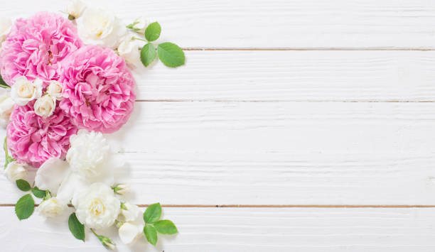 istock pink and white roses on white wooden background 1295824599