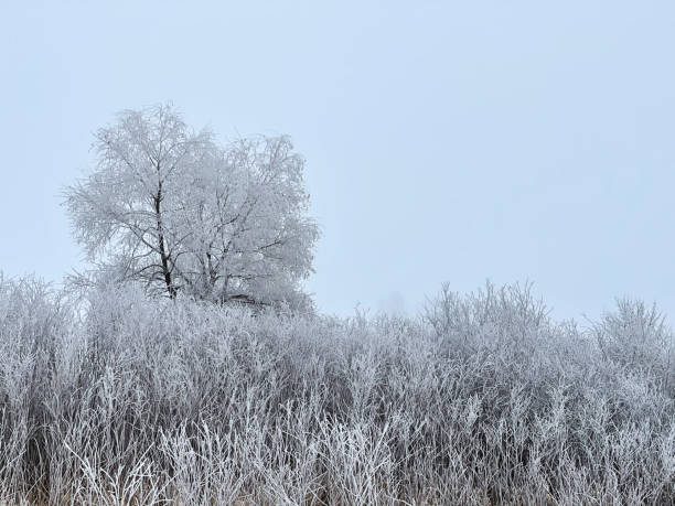 istock Frosty Wetland Morning 1295824664
