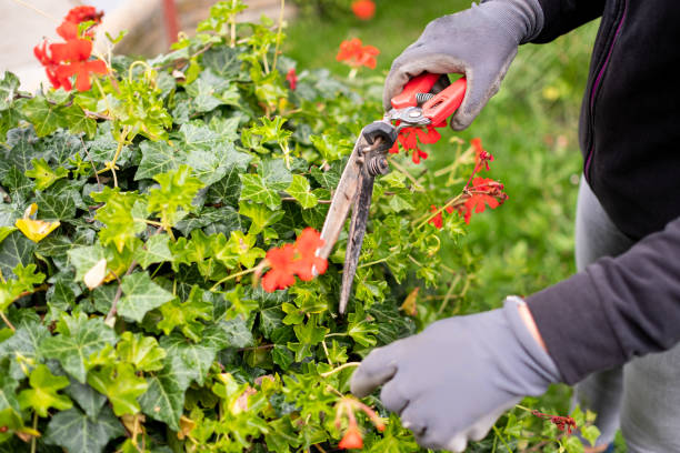 istock Working in the garden with hands top view 1295825312
