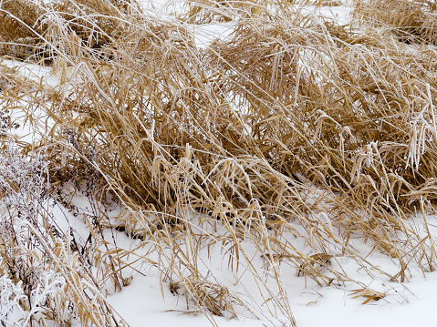 Golden grasses and brown weeds over the white snow of winter in a wetland area. Taken on a mobile device.