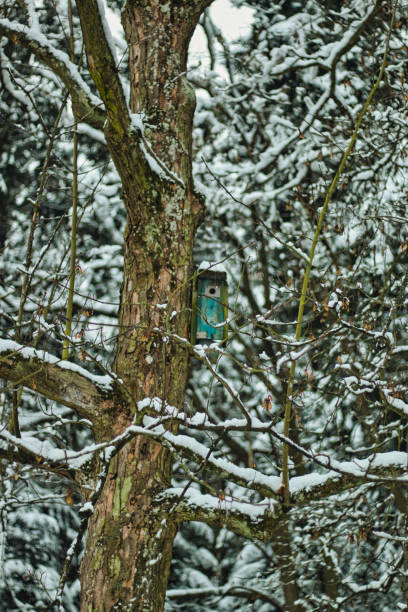 istock Pruhonice Park under snow beautiful winter 1295826685