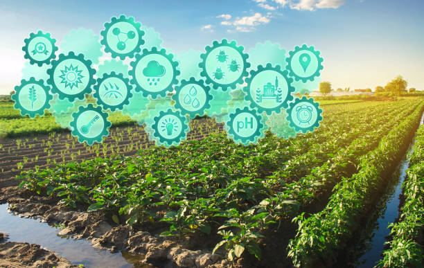 istock Smart farm system, innovation technology. Agricultural management, startups, improvements. Innovation and development. Eggplant plantation on a farm on a sunny day. 1295826837