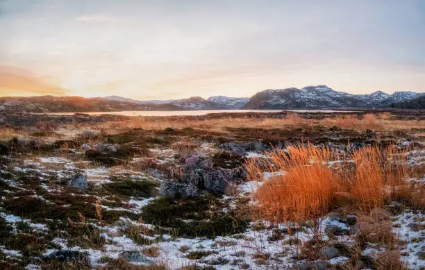 Photo of Beautiful sunset polar landscape with red grass in the frosty tundra.