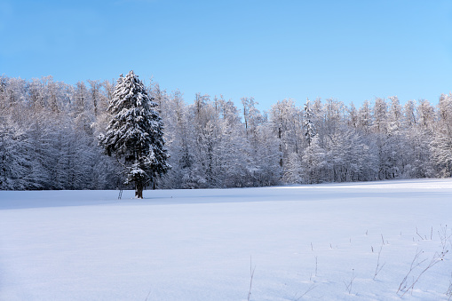 snow-covered trees in glorious winter weather