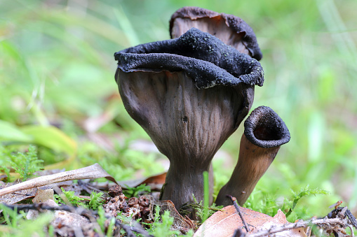 Detail of the horn of plenty also trumpet of the dead - edible mushroom