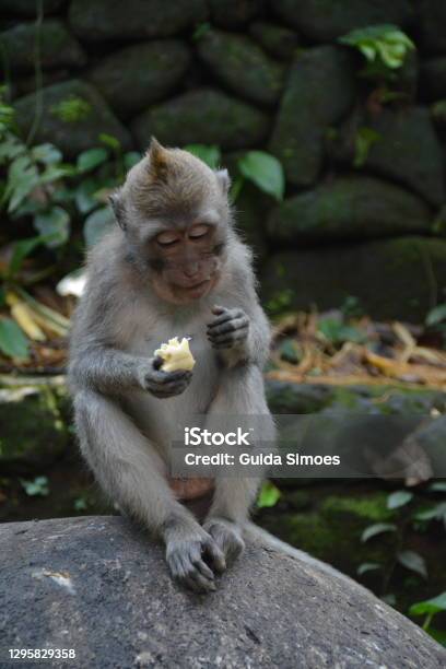 Macacos engraçados foto de stock. Imagem de floresta - 69004458
