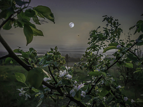Light of the spring full moon on a blooming apple tree before sunrise and flying mosquitoes
