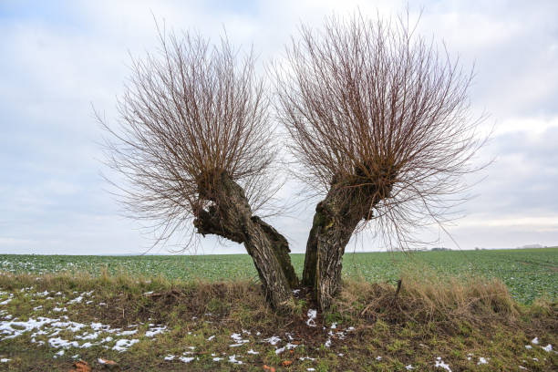 A row of willows in a snow-covered field. Polish landscapes of Masovia. February sunny day. Tourism in Europe.