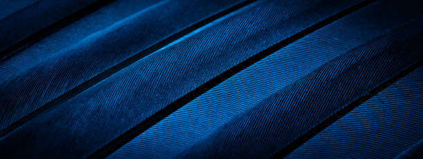 istock blue feather pigeon macro photo. texture or background 1295830714