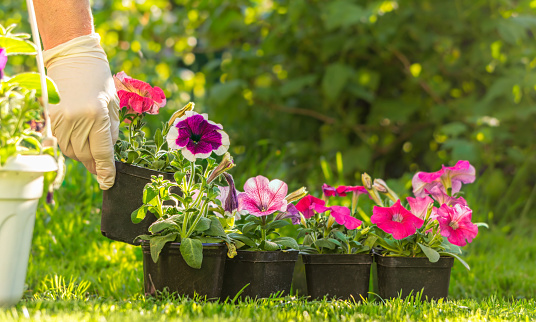 bright blooming spring garden and gardening as a hobby. Flowerpots with transplanted petunia seedlings and gardener's tools against the backdrop of a sunny yard and green lawn. Garden decoration with flowers