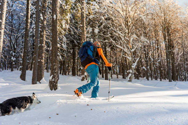 istock Hiker Ski touring on a snowy winter forest trail 1295831803