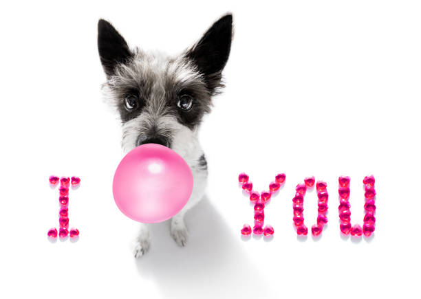 istock dog valentines love heart 1295833368
