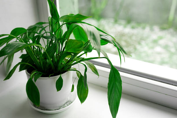 istock A spathiphyllum flower with green leaves on a windowsill 1295834788