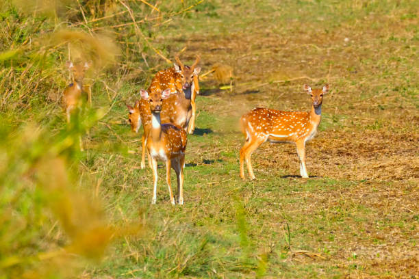 istock Spotted Deer, Royal Bardia National Park, Nepal 1295835001