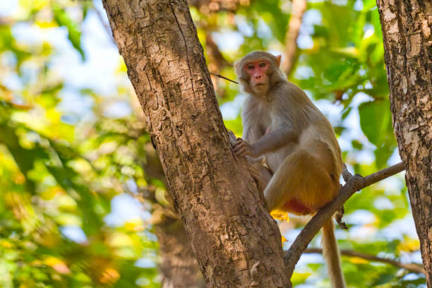 istock Rhesus Macaque, Royal Bardia National Park, Nepal 1295835008