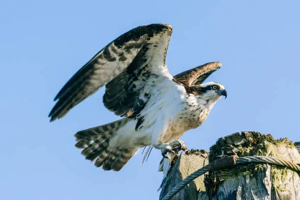 Closeup portrait of an osprey on a telephone pole with wings spread in United States, Washington, Everett