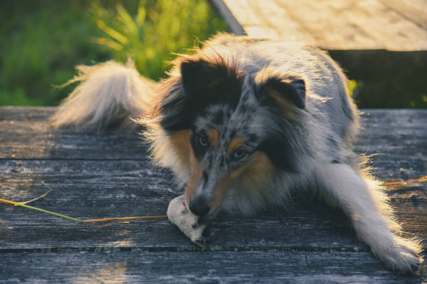 Shetland sheep dog in the country Shetland sheep dog in the country in Krasnovishersk, Perm Krai, Russia sheltie blue merle stock pictures, royalty-free photos & images