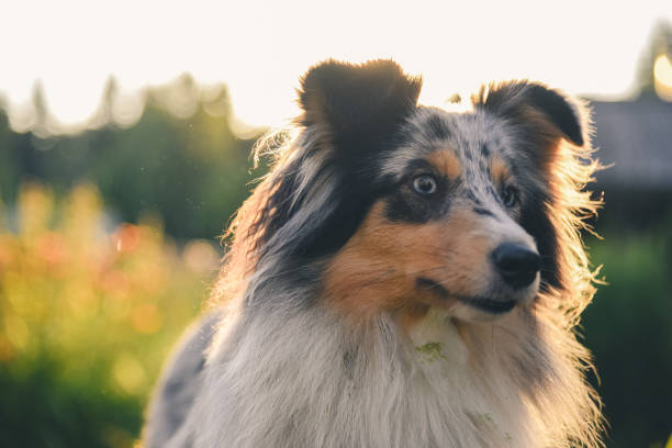 Shetland sheep dog in the country Shetland sheep dog in the country in Krasnovishersk, Perm Krai, Russia sheltie blue merle stock pictures, royalty-free photos & images