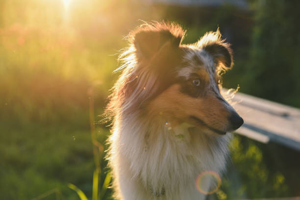 Shetland sheep dog in the country Shetland sheep dog in the country in Krasnovishersk, Perm Krai, Russia sheltie blue merle stock pictures, royalty-free photos & images