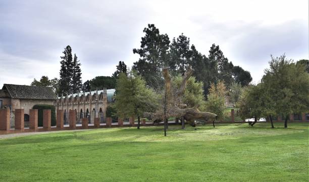 istock Centennial tree exposed on a green lawn 1295837727