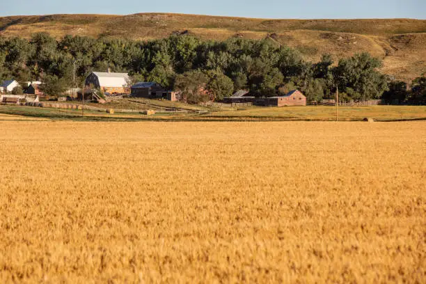 Photo of Wheat growing in North Dakota