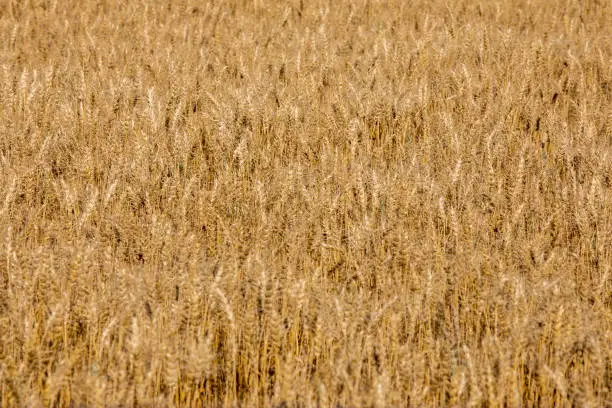 Photo of Wheat growing in North Dakota