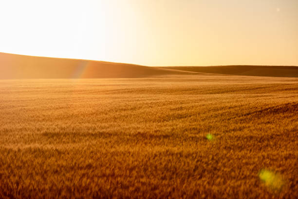 Wheat growing in North Dakota field in Dickinson, ND, United States