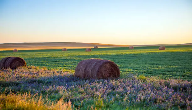 Photo of Soybeans growing in North Dakota field with hay and wheat