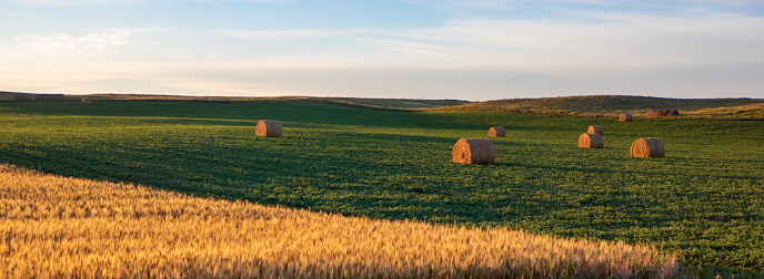 Soybeans growing in North Dakota field with hay and wheat in Dickinson, ND, United States