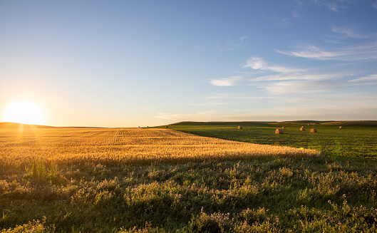 Soybeans growing in North Dakota field with hay and wheat in Dickinson, ND, United States