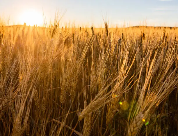 Photo of Wheat fields in North Dakota with sunflare