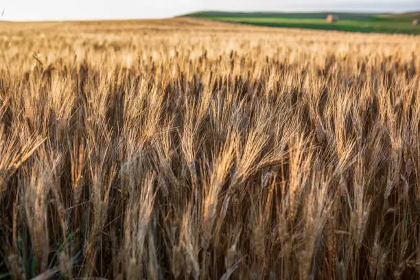 Photo of Wheat fields in North Dakota