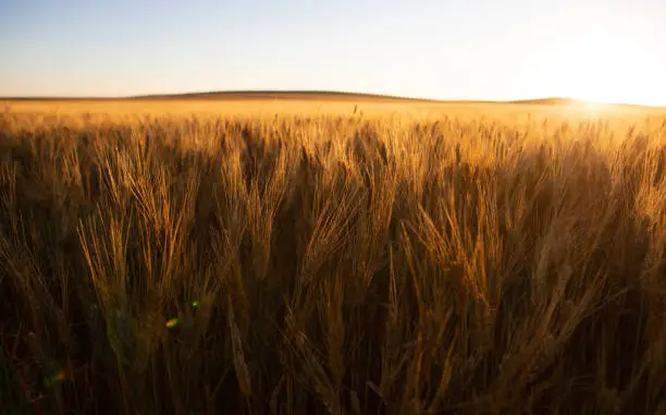 Photo of Wheat fields in North Dakota with sunflare
