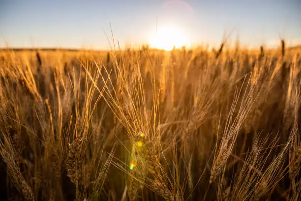 Photo of Wheat fields in North Dakota with sunflare