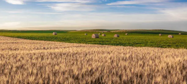 Photo of Wheat fields in North Dakota with soybeans in back