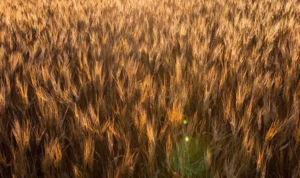 Photo of Wheat fields in North Dakota with sunflare