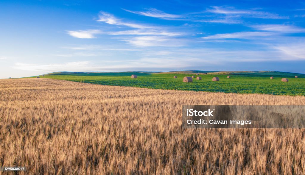 Wheat fields in North Dakota with soybeans in back Wheat fields in North Dakota with soybeans in back in Dickinson, ND, United States North Dakota Stock Photo