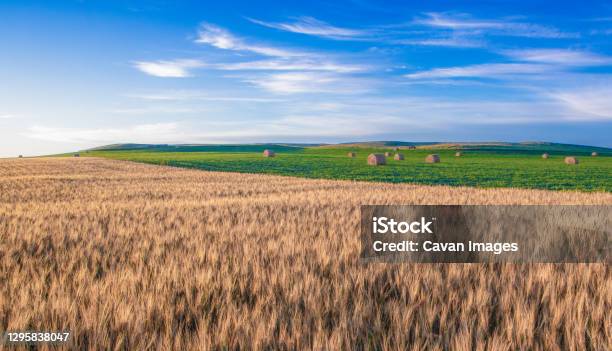 Wheat Fields In North Dakota With Soybeans In Back Stock Photo - Download Image Now - North Dakota, Agriculture, Wheat