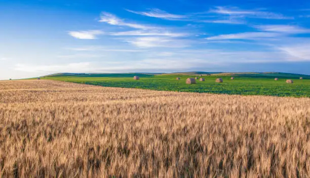 Photo of Wheat fields in North Dakota with soybeans in back