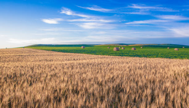 пшеничные поля в северной дакоте с соей в спину - north dakota стоковые фото и изображения