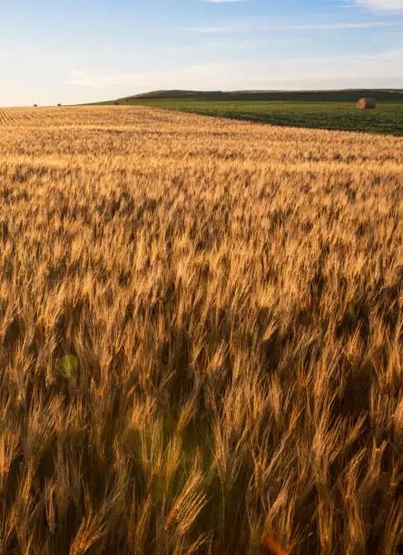 Photo of Wheat fields in North Dakota with soybeans behind