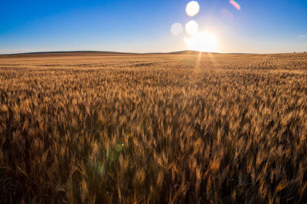 istock Wheat fields in North Dakota with sunflare 1295838051