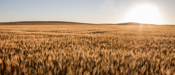 istock Wheat fields in North Dakota with sunflare 1295838378