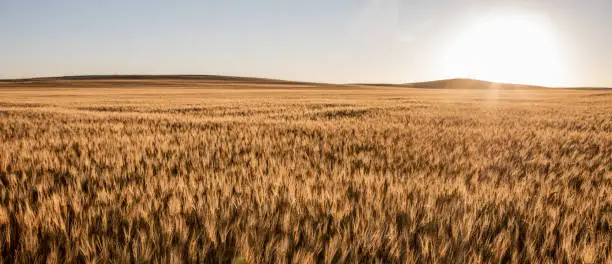 Photo of Wheat fields in North Dakota with sunflare