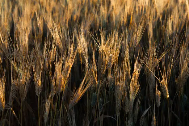 Photo of Close up of a wheat field in North Dakota