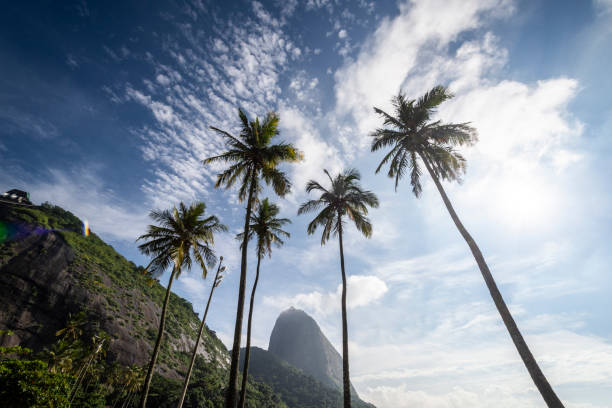 splendida vista sulle palme da cocco sulla spiaggia e sul pan di zucchero - urca rio de janeiro rainforest brazil foto e immagini stock