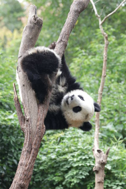 istock Close-Up Giant Panda Round Face, Chengdu Panda Base, China 1295838863