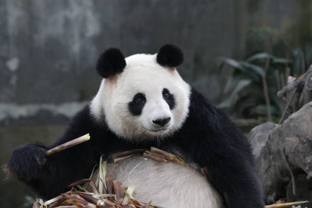 istock Close-Up Giant Panda Round Face, Chengdu Panda Base, China 1295838868